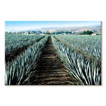 Elephant Stock Agave Farm Wall Art - Horizontal Canvas Wall Art - Living Room Wall Decor - Nature Canvas - Blue And Brown Decor - 48" x 32"