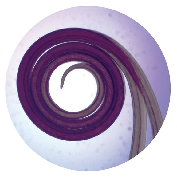 Butterfly Proboscis, W.M., Microscope Slide