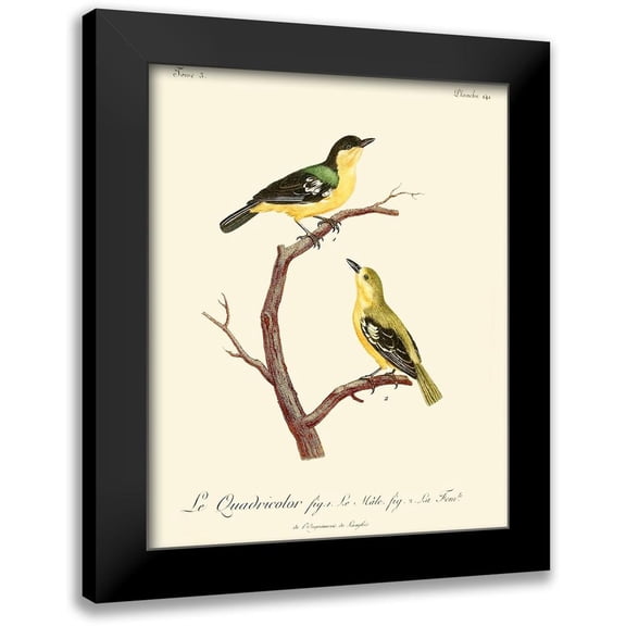 de Langlois 12x14 Black Modern Framed Museum Art Print Titled - Vintage French Birds V