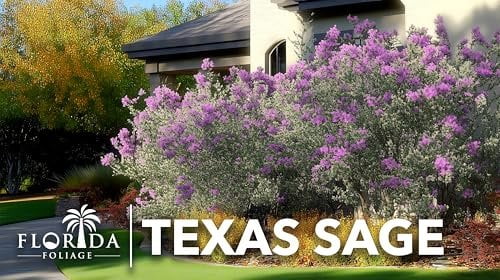 Texas Sage  3 Live Plants  Leucophyllum frutescens  Drought-Tolerant Shrub for Landscaping  Hardy Evergreen with Silver Foliage and Purple Blooms