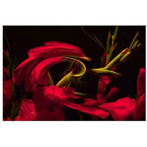 Trademark Art "Gladiolus III" Canvas Art by Martha Guerra, 16x24