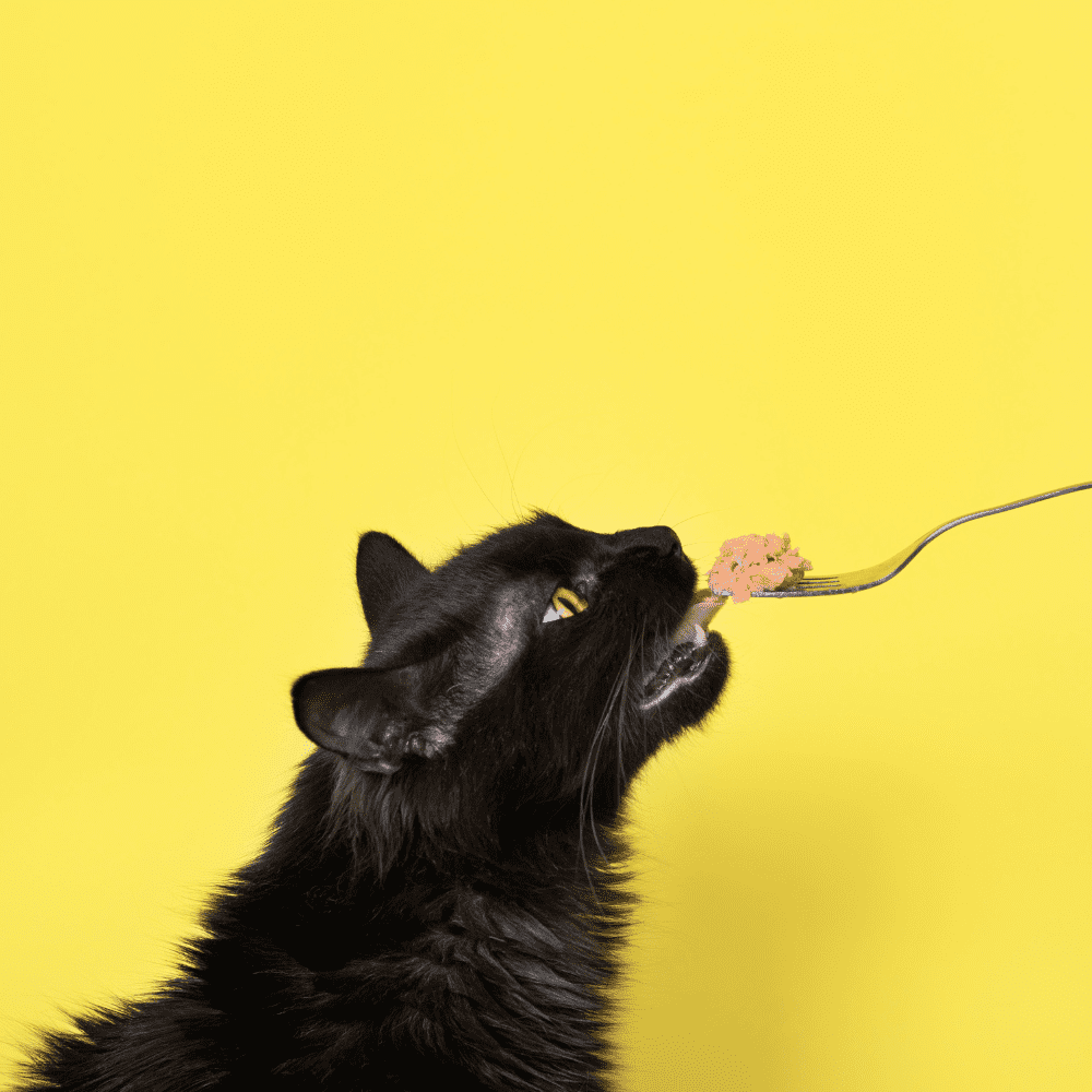 Fancy Feast Kitten Petites - 2 Flavors: Tender Chicken & Tender Salmon | Percy Loves Pal Furresher, Catnip Toy, & MerlinsMart Zine