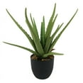 thumbnail image 1 of KOZIE LIFESTYLE ALOE PLANT, 1 of 1