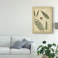 thumbnail image 3 of Trademark Fine Art 'Diderot Antique Ferns III' Canvas Art by Denis Diderot, 3 of 4