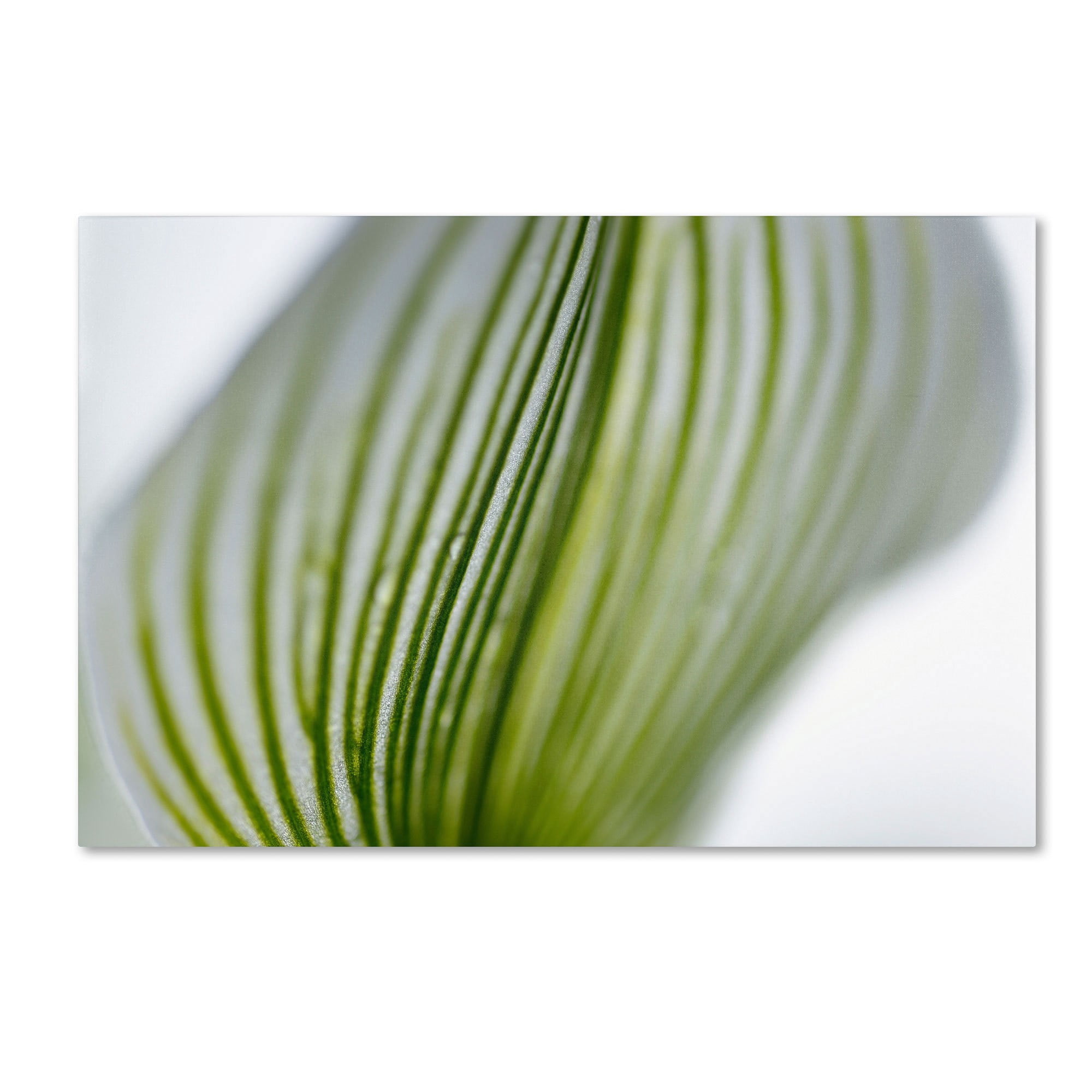 Trademark Fine Art "Orchid Abstract Blurred Lines" Canvas Art by Kurt Shaffer