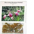 thumbnail image 3 of Purple Bamboo Orchid Live Plant 2" Root  (2 Count) Partial Sun, Perennial, 3 of 7