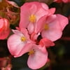 Altman Plants 4 in Begonia Bronze Leaf Pink Plant Collection (4-Pack)