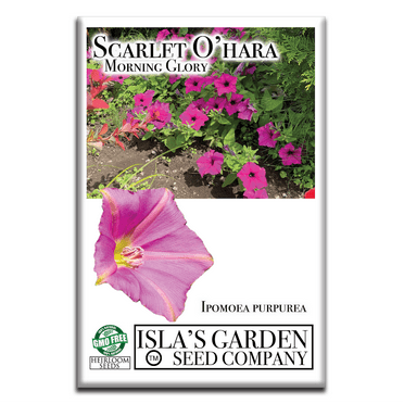 Scarlet O'Hara Morning Glory Seeds for Planting, 50  Flower Seeds Per Packet Non GMO & Heirloom Seeds, Botanical Name Ipomoea Nil, Great Home Garden Gift