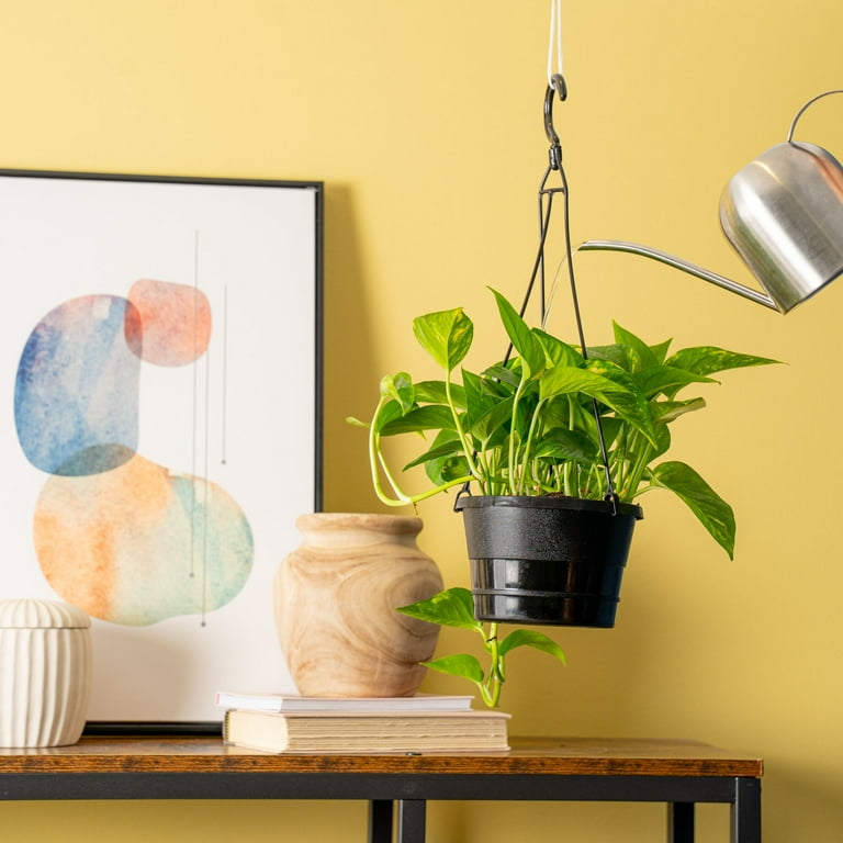 snake safe plants Snake Plant (Golden) main image 1
