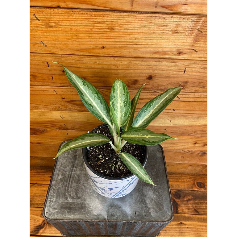 aglaonema watering Aglaonema Plant in Self-Watering Pot| JM Flower