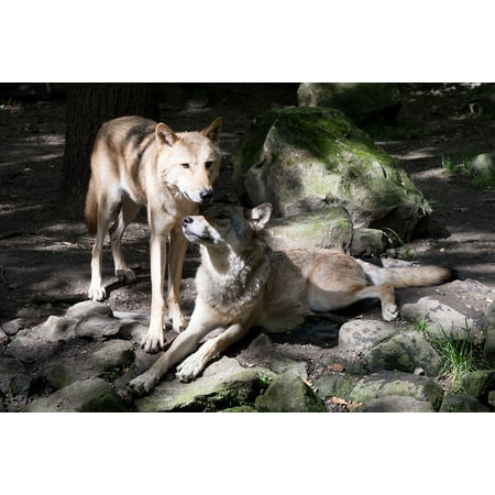 LAMINATED POSTER Zoo European Wolf Two Wolves Protective Canis Lupus Poster Print 24 x