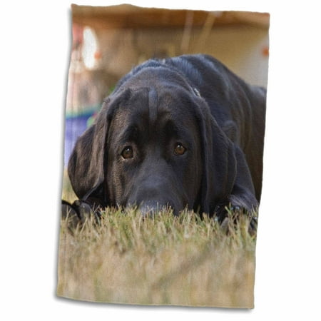 3dRose Labrador Retriever puppy dog - NA02 RBR0015 - Rick A. Brown - Towel, 15 by 22-inch
