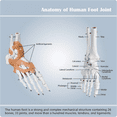 thumbnail image 5 of Foot Joint Model with Ligaments, Human Anatomy Model, Life Size, Medical-Teaching Equipment, 5 of 6