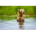 thumbnail image 2 of Su, Keren 32x23 Gold Ornate Wood Framed with Double Matting Museum Art Print Titled - Brown Bear standing on Brooks River-Katmai National Park-Alaska-USA, 2 of 4