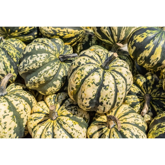 15 Seeds HEART Of GOLD Acorn SQUASH Winter Cucurbita Pepo Vegetable Seeds