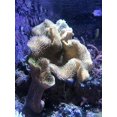 thumbnail image 2 of Seachem Laboratories Inc - Reef Phytoplankton, 2 of 4