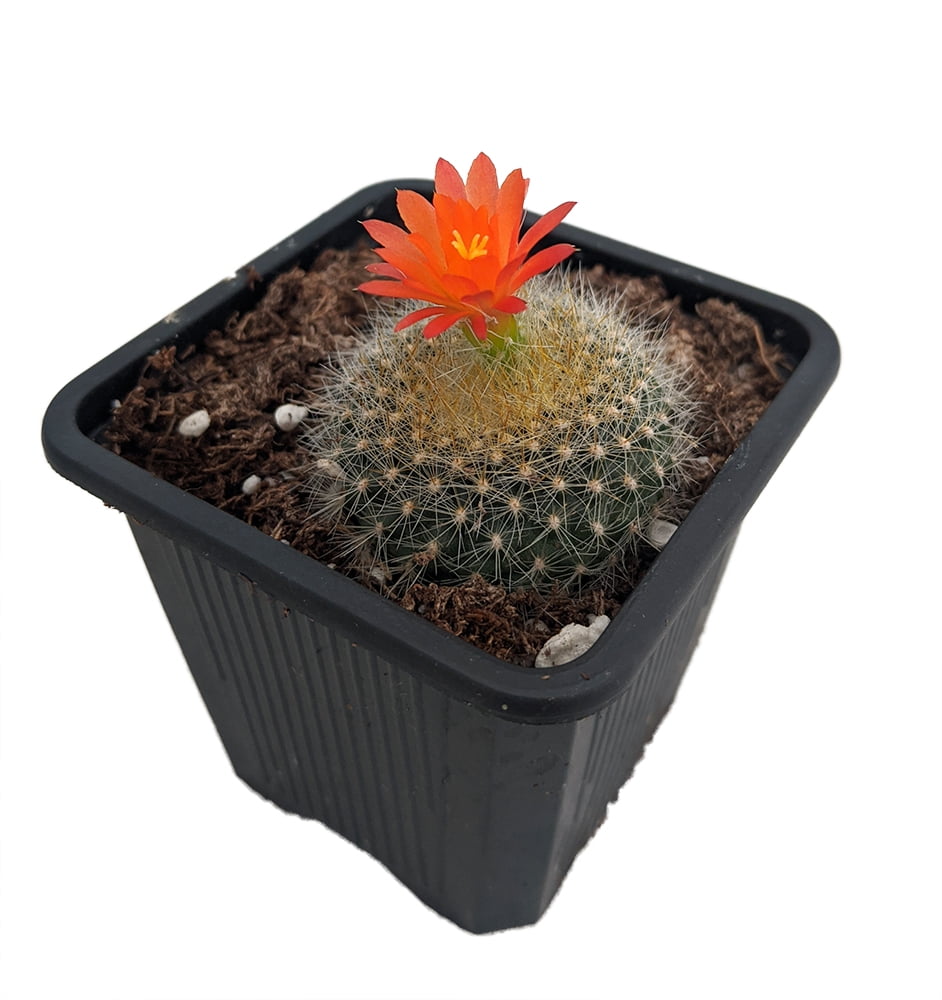 Download Scarlet Ball Cactus Brasilicactus Haselbergii 2 5 Pot Walmart Com Walmart Com