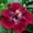 C, variant on Hibiscus Planting-Ornamental-Premium Garden Stakes-Home Decoration-(Non-Artificial)