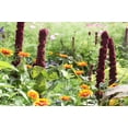 thumbnail image 4 of 100 Organic ELEPHANT HEAD AMARANTHUS Amaranthus Gangeticus Burgundy Red Flower Seeds, 4 of 6