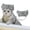 Silver, variant on Pet Shower Cap For Ears- M Dog Shower Cap Pet Bath Cap With Adjustable Fixed Strap For Pets Cats Dogs Taking Shower, Silver