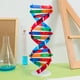 thumbnail image 3 of Expositor de ADN autoensamblable, modelo de doble hélice, juguete de aprendizaje de genes humanos, material didáctico biológico, 3 of 6