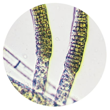 Ectocarpus Living Brown Algae Culture Sufficient Materials For 30 Students Ectocarpus Living Brown Algae Culture Sufficient Materials For 30 Students