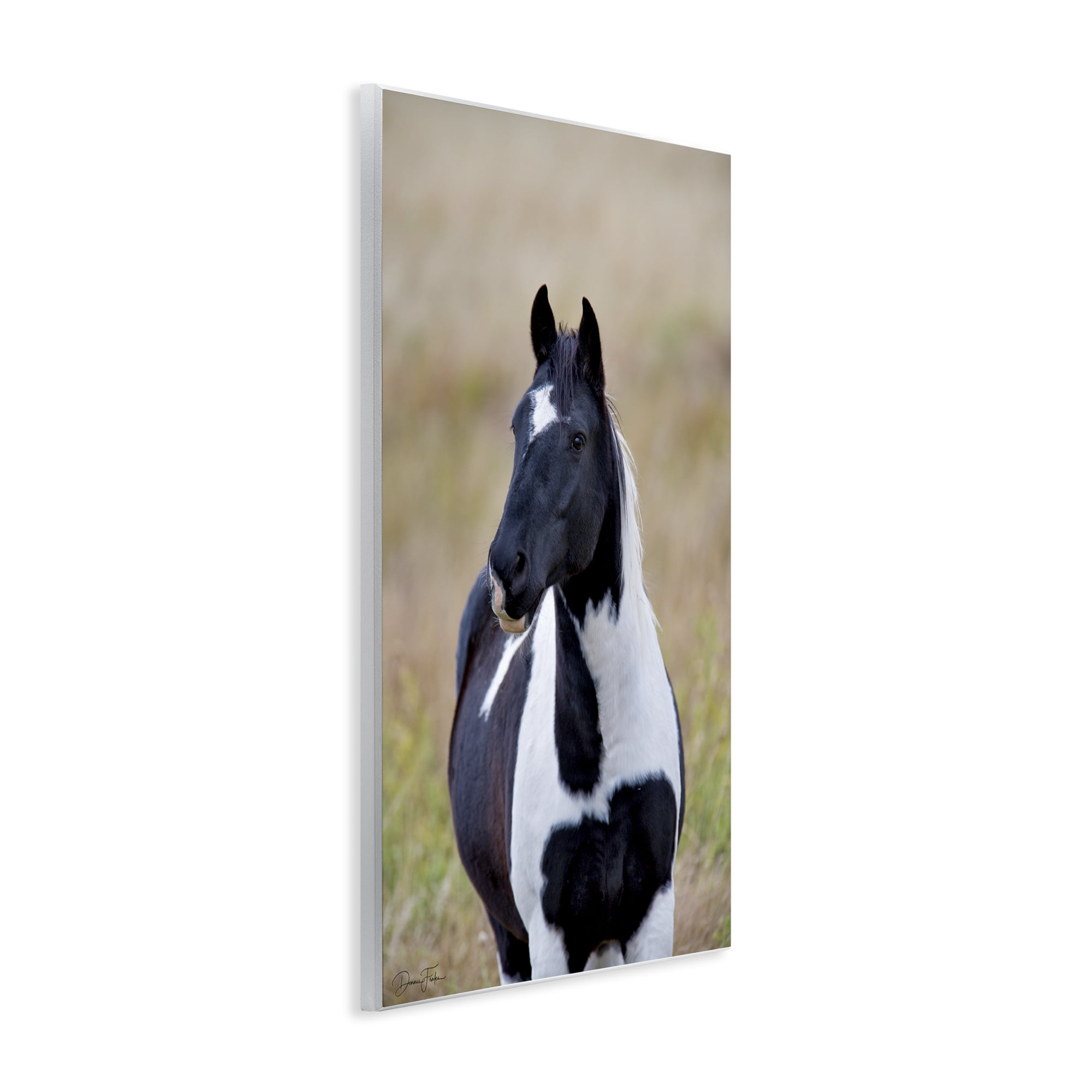 Stupell Industries Black & White Foal Animals & Insects Photography Unframed Art Print Wall Art, 10 x 15