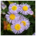 thumbnail image 4 of Everwilde Farms - 2000 Fleabane Daisy Native Wildflower Seeds - Gold Vault Seed Packet, 4 of 5