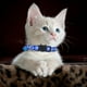 thumbnail image 4 of «Collar para gatos con cierre de seguridad y (collar de nylon tejido de colores para mascotas)», 4 of 5