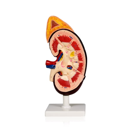 Vision Scientific Kidney with Adrenal Gland 2X price history on PriceWatchPro