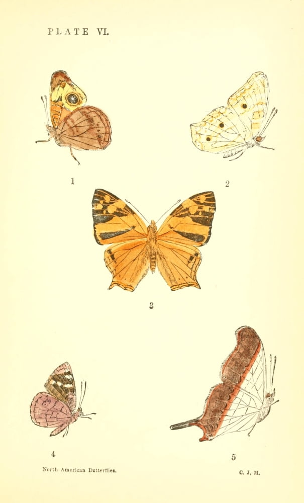 A Manual Of North A