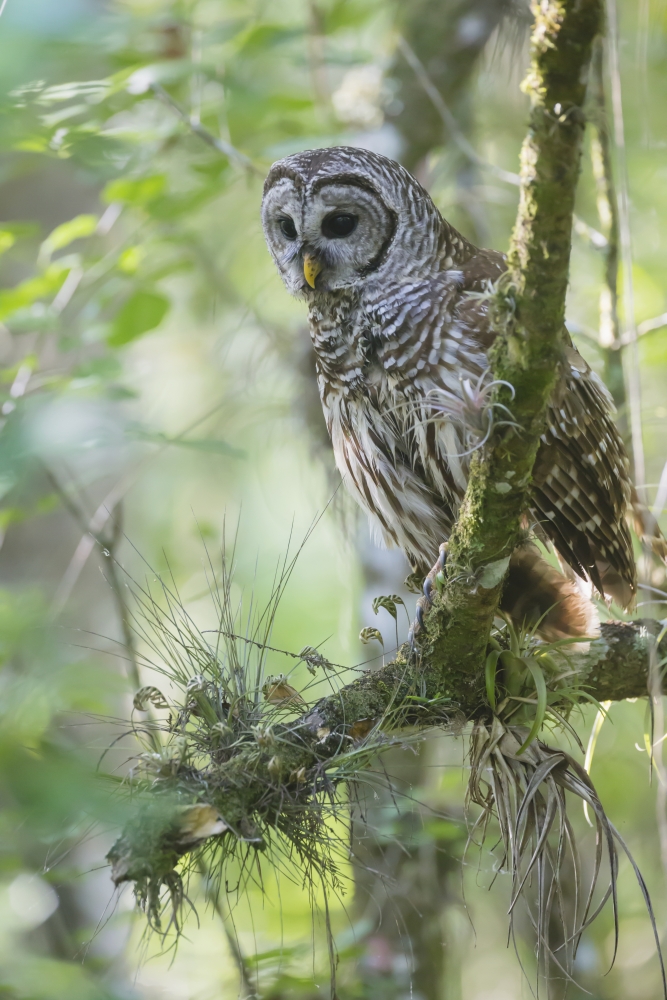 Barred Owl (strix V