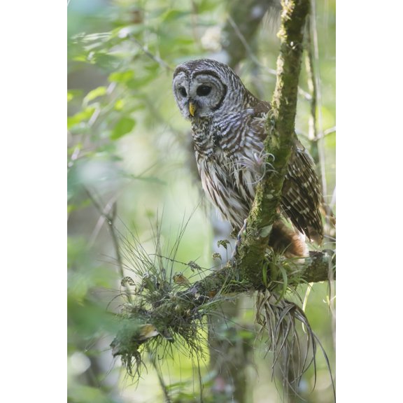 Barred Owl (strix V