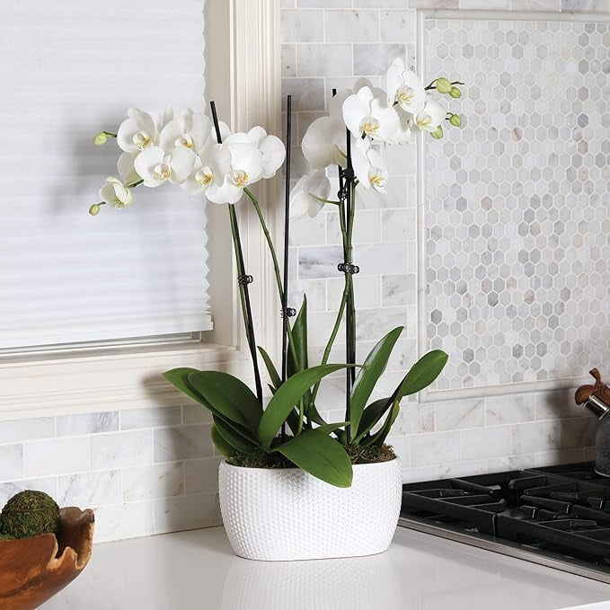 Just Add Ice 16-30" White and Yellow Premium Orchid Duo Live Plants in 10" White Dot Ceramic Planter, House Plant