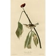 thumbnail image 2 of Vintage Apple Collection 22x32 Black Ornate Wood Framed with Double Matting Museum Art Print Titled - Louisiana Water Thrush, 2 of 4