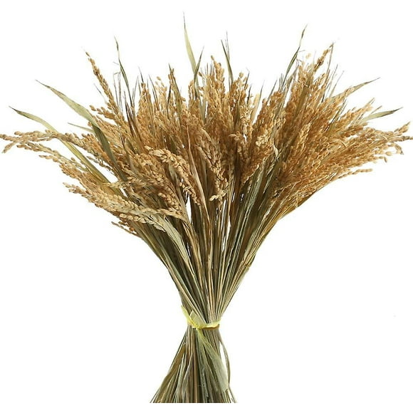 100pcs Dried Flowers Golden Natural Dry Wheat Dry Wheat Grass Bouquet Dried Wheat Stalks Wheat Bouquet Bundle Flower Arrangement For Home Kitchen Chur _jiue