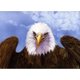 thumbnail image 1 of Otra decoración de pared Kits de pintura de diamante de águila para adultos principiantes Animal redondo taladro completo Diy 5d kits de arte de diamante pintura de diamante para niños diamantes, 1 of 5