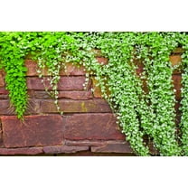 1000 DICHONDRA Repens aka Lawn Leaf Flower Evergreen Ground Cover Seeds