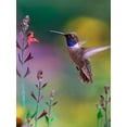 thumbnail image 2 of Fitzharris, Tim 25x32 White Modern Wood Framed Museum Art Print Titled - Black Chinned Hummingbird, 2 of 4