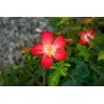 thumbnail image 5 of 40 AMBRETTE / MUSK MALLOW Hibiscus Abelmoschus Moschatus Flower Seeds, 5 of 7
