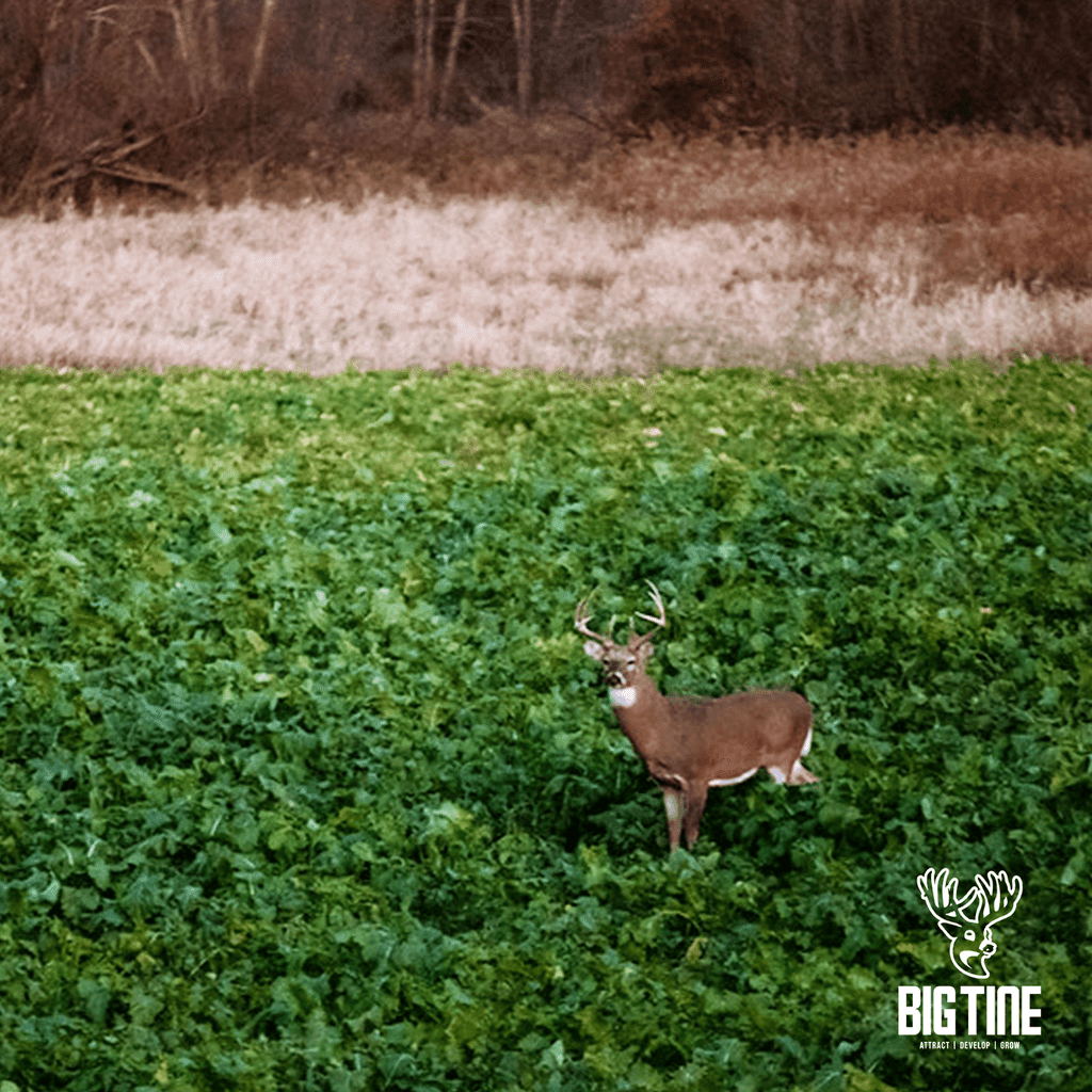 Big Tine Advantage Peas & Tubers Food Plot Seed, Deer Hunting Attractant, 8 lb Fall/Winter Mix