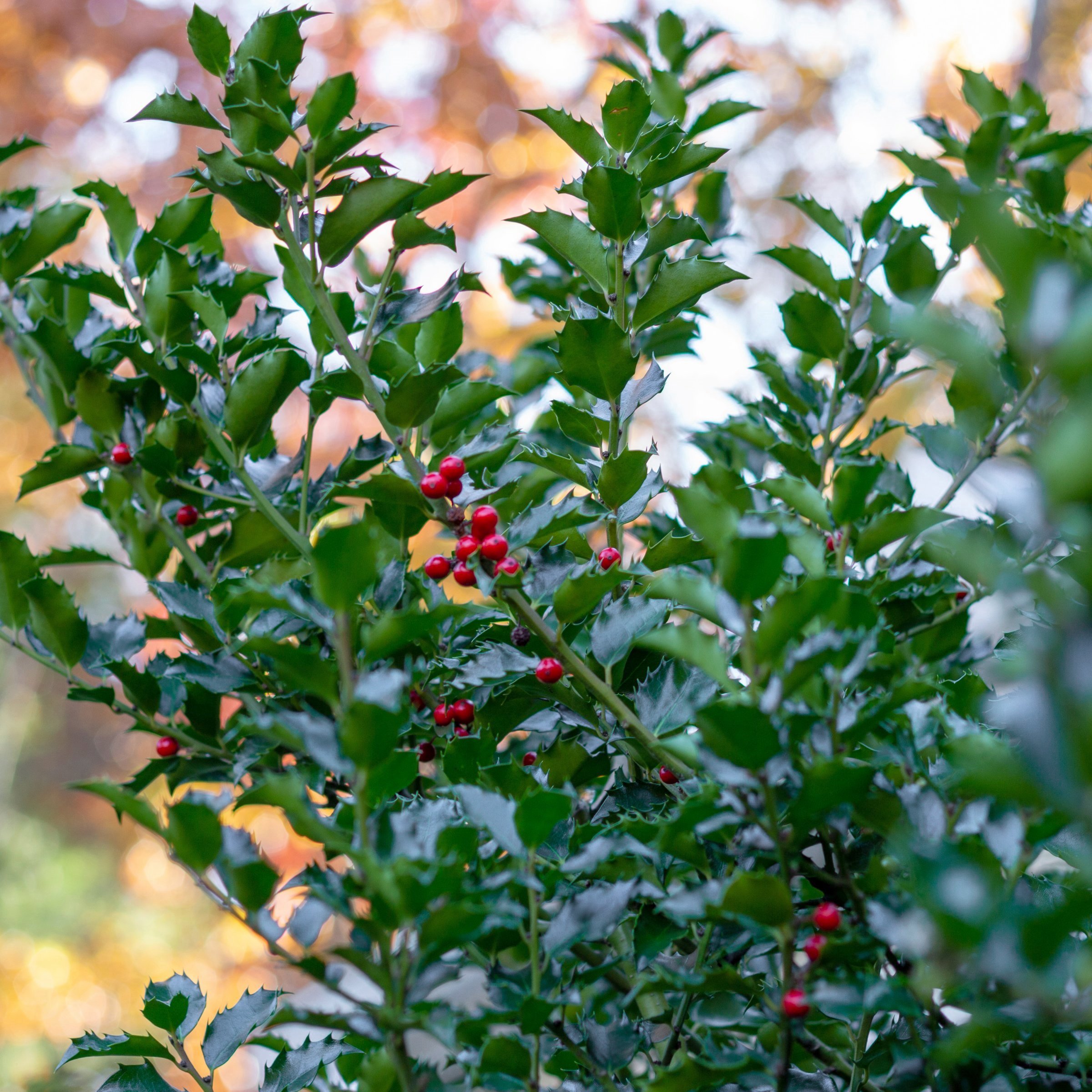 National Plant Network 3 gal. Ilex Emily Bruner