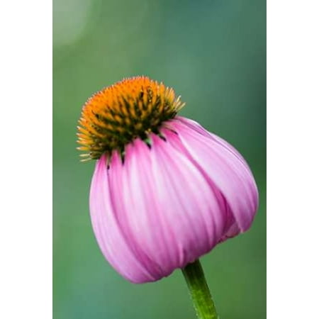 - Cone Flower V Poster Print by Beth Wold