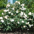 thumbnail image 4 of Heirloom Roses White Rose Plant - Penelope Hybrid Musk Rose Bush, 4 of 7