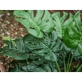 thumbnail image 2 of Toopify 28" Artificial Plants in Green for Home Decor, 2 of 6