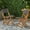 Brown, variant on DIANJIE HILLSIDE BISTRO CHAIR,Set of 2