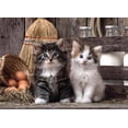 thumbnail image 2 of Rompecabezas Gatitos 1000 Piezas Clementoni Clementoni GATITOS, 2 of 2