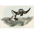 thumbnail image 2 of Gould, John 18x13 White Modern Wood Framed Museum Art Print Titled - Grey-backed Storm Petrel-Thalassidroma Nereis, 2 of 4