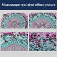 thumbnail image 3 of Kit De Microscopio Binocular, Microscopio Binocular Compuesto Ocular Gran Angular AC85-240V Para Laboratorio, 3 of 7