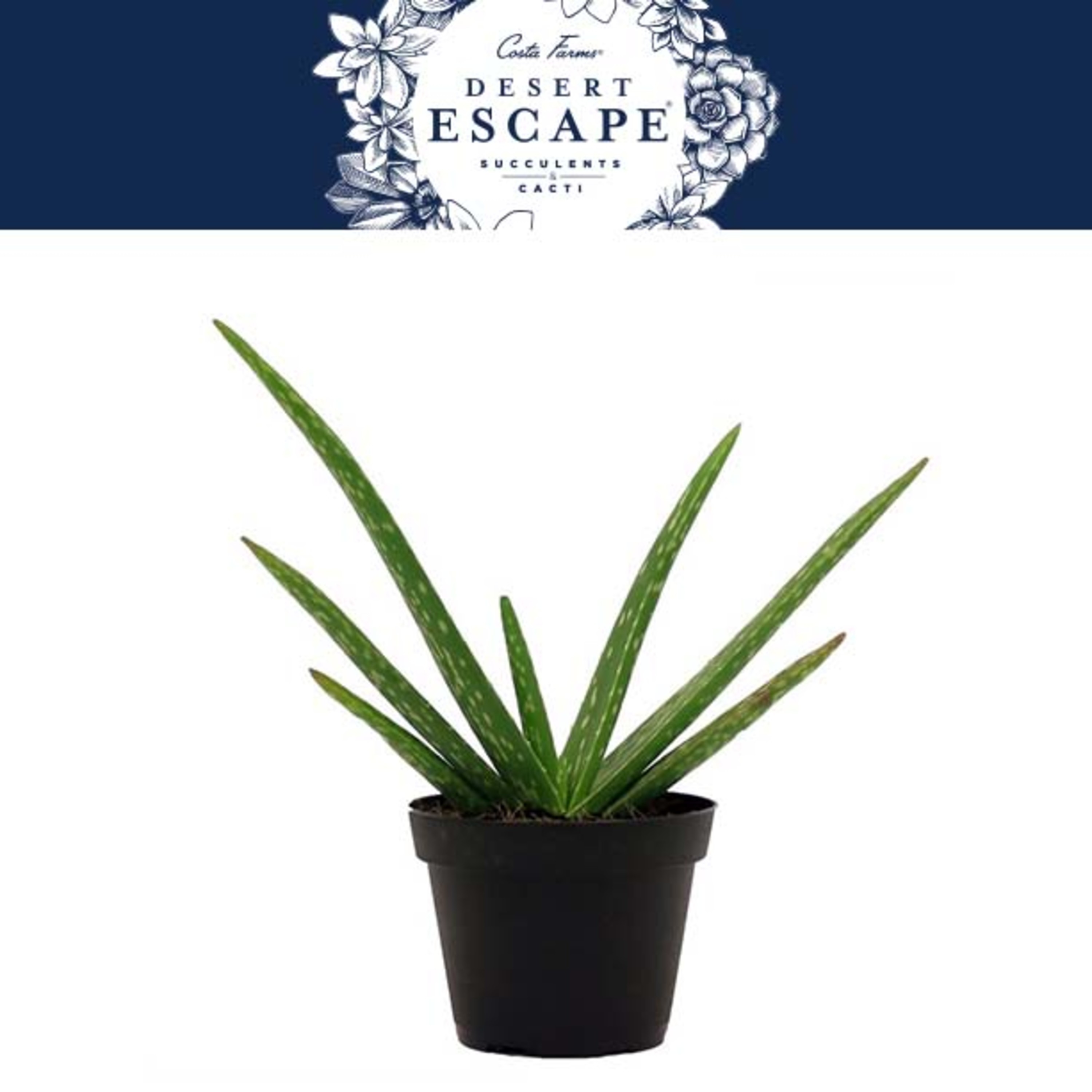 Costa Farms Desert Escape Live Indoor 7in. Tall Green Aloe Vera; Bright, Direct Sunlight Plant in 4in. Grower Pot - image 3 of 11